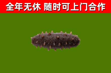凉山烟酒回收干海参.jpg
